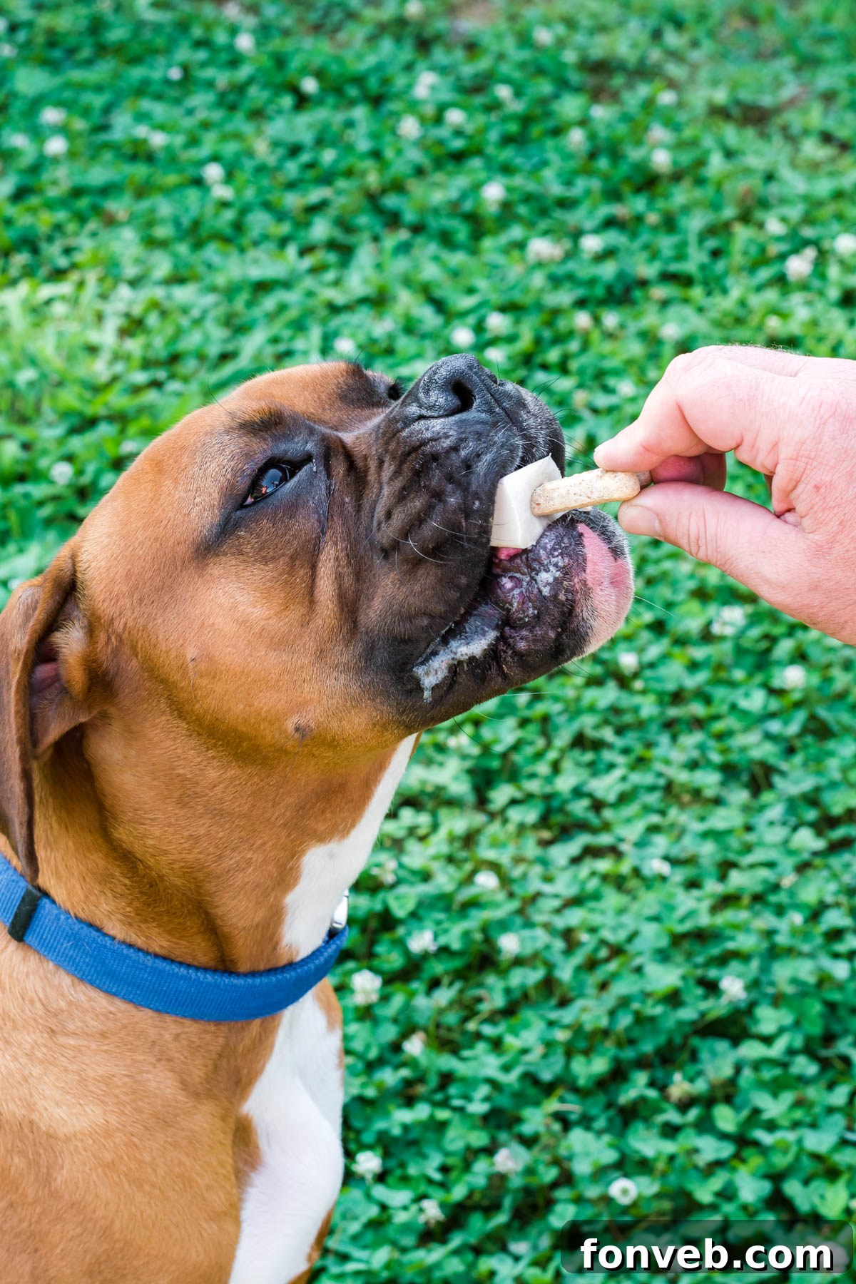 feeding a dog pupsicle with a milk bone stick