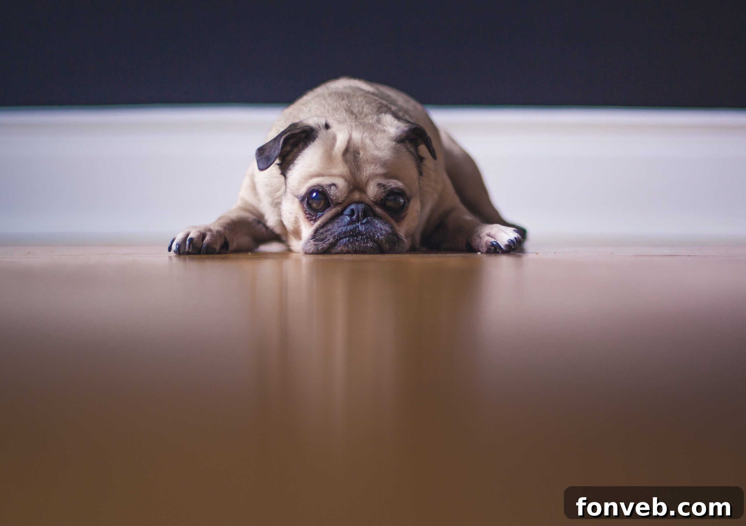 A dog looking jealous as its owner shows affection to a stuffed animal or another pet